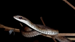Dendrophidion percarinatum