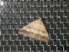 Tetanolita palligera