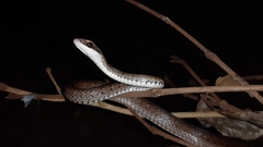 Dendrophidion percarinatum