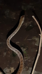 Dendrophidion percarinatum