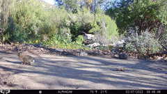 Sylvilagus audubonii