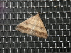 Tetanolita palligera