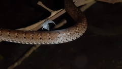 Dendrophidion percarinatum