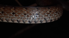 Dendrophidion percarinatum