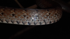 Dendrophidion percarinatum