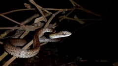 Dendrophidion percarinatum