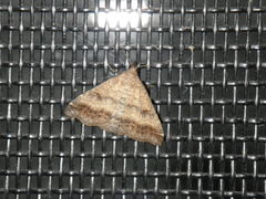 Tetanolita palligera