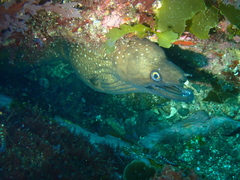 Gymnothorax prionodon