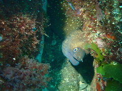 Gymnothorax prionodon