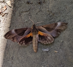 Coequosa triangularis