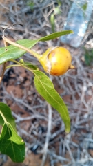 Cordia caffra image