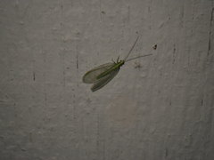 Chrysoperla
