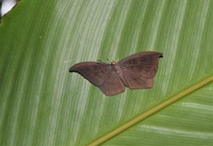 Eurybia pergaea
