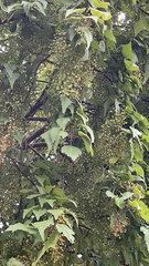 Plagianthus regius