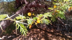 Vachellia farnesiana image