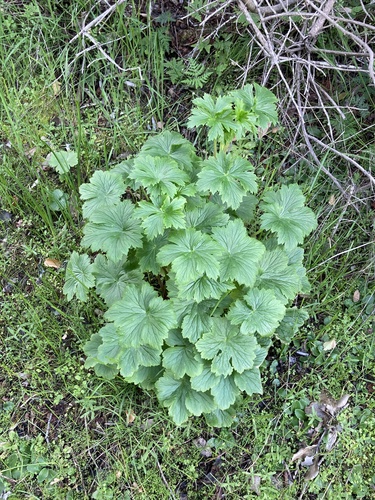 California Larkspur foliage