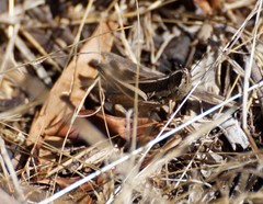 Macrotona securiformis