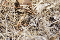 Macrotona securiformis