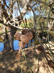 Casuarina obesa