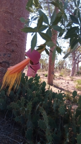 fony baobab