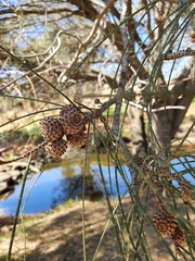 Casuarina obesa