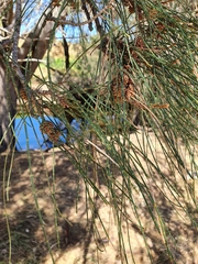 Casuarina obesa