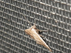 Tetanolita palligera