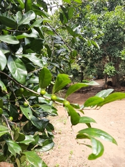 Diospyros chloroxylon