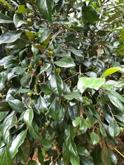 Diospyros chloroxylon