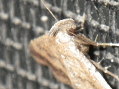 Tetanolita palligera