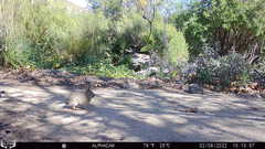 Sylvilagus audubonii