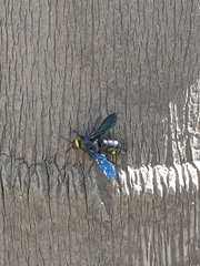 Laeviscolia frontalis