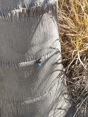 Laeviscolia frontalis