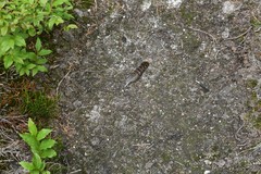 Canachites canadensis