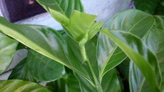 Daphnis nerii