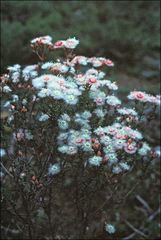 Verticordia insignis