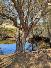 Casuarina obesa