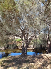 Casuarina obesa