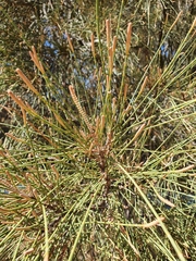 Casuarina obesa