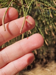 Casuarina obesa