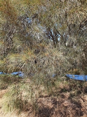 Casuarina obesa