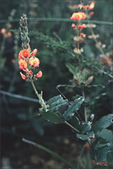 Gastrolobium villosum