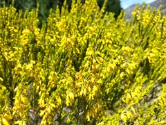 Erica parilis