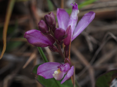 Rhinotropis californica