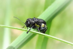 Aporocera scabrosa