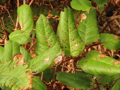 Cameraria gaultheriella