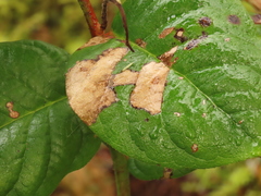 Cameraria gaultheriella