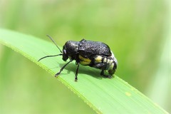 Aporocera scabrosa