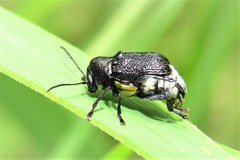 Aporocera scabrosa