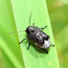 Aporocera scabrosa